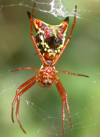 Arrow-shaped Micrathena